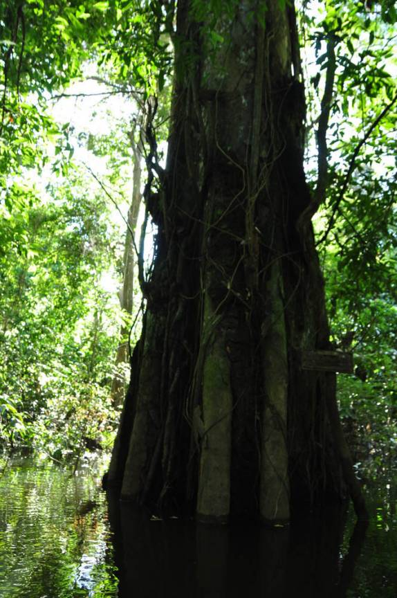 Enorme árvore da floresta alagada na Reserva do Mamirauá, região de Tefé, no Amazonas